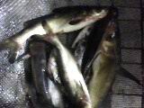 IMG0791A.jpg