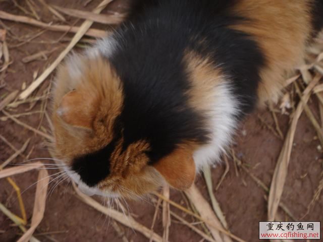 DSC04386.JPG