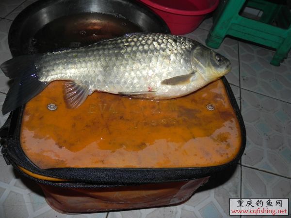 223019jyagnuv8bbqq1dbb.jpg