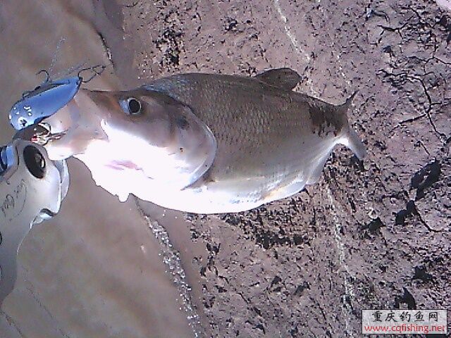 IMG0719A.jpg