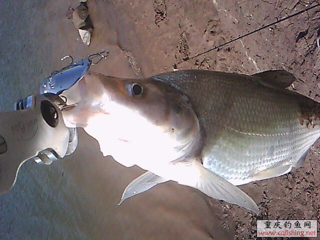 IMG0721A.jpg