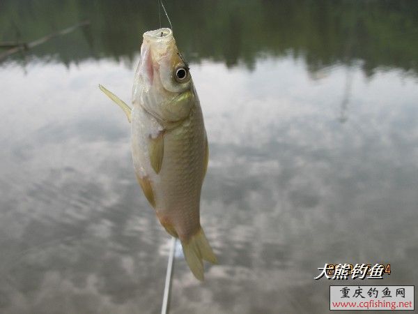 BigBull_IMG_2524.JPG