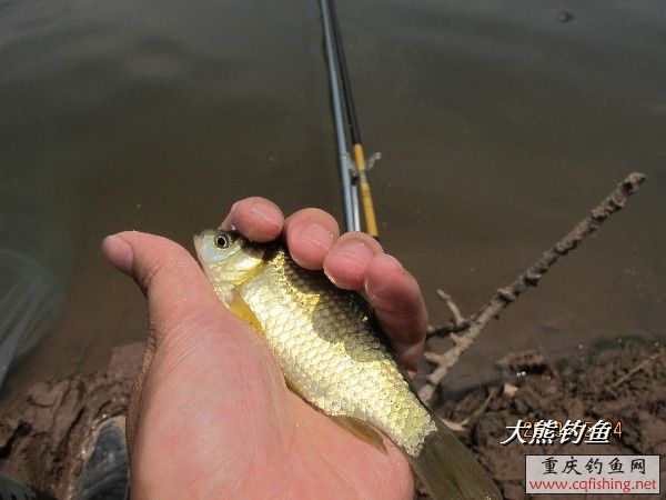 BigBull_IMG_2538.JPG