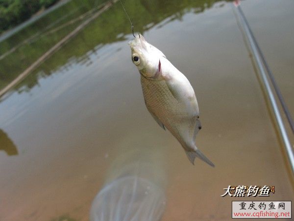 BigBull_IMG_2540.JPG