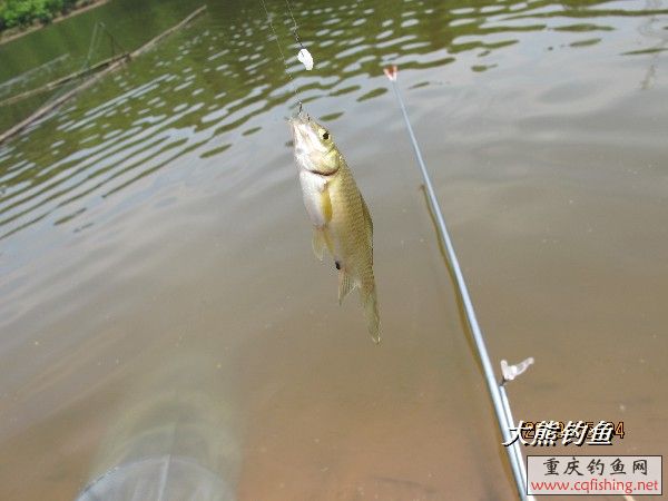 BigBull_IMG_2541.JPG