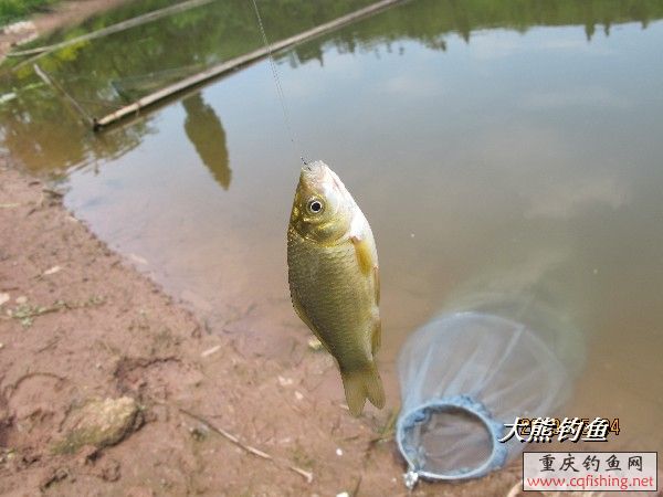 BigBull_IMG_2545.JPG