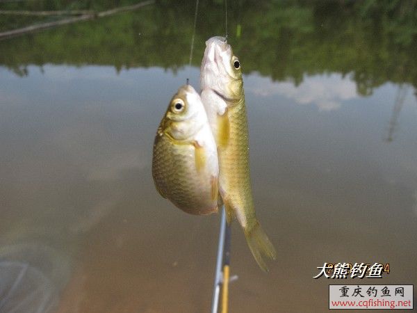 BigBull_IMG_2546.JPG