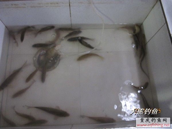 BigBull_IMG_2553.JPG