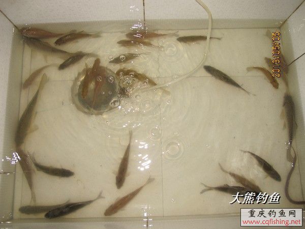 BigBull_IMG_2557.JPG