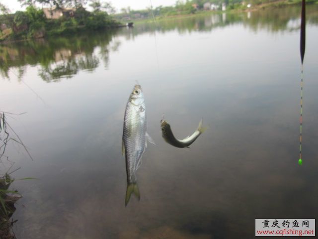 Ƭﻨ 441.jpg
