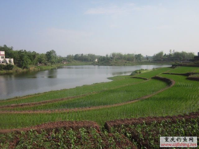 Ƭﻨ 446.jpg