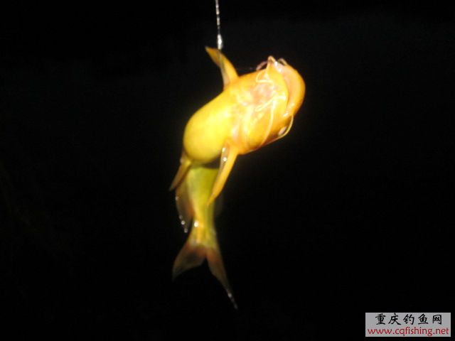 Ƭﻨ 460.jpg