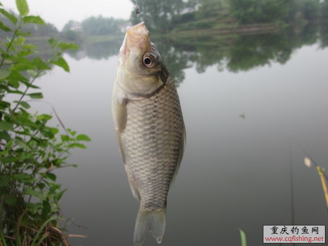 Ƭﻨ 490.jpg