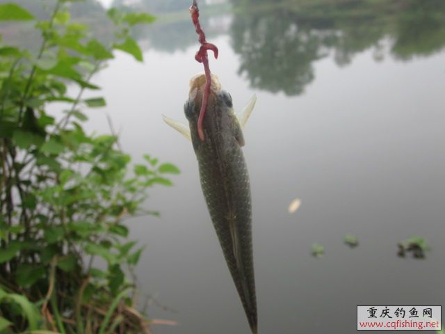 Ƭﻨ 492.jpg