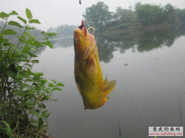 Ƭﻨ 505.jpg