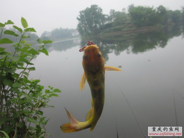 Ƭﻨ 506.jpg