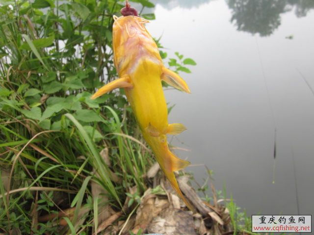 Ƭﻨ 507.jpg