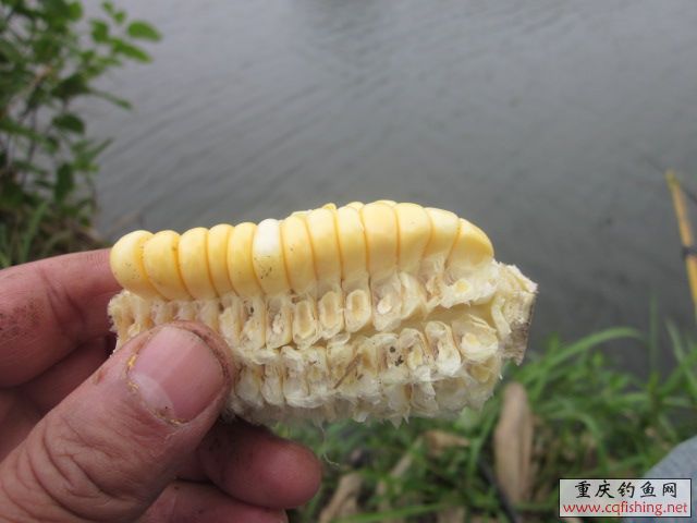 Ƭﻨ 529.jpg