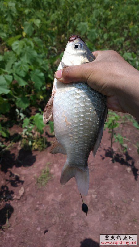 2013-05-12-1250.jpg