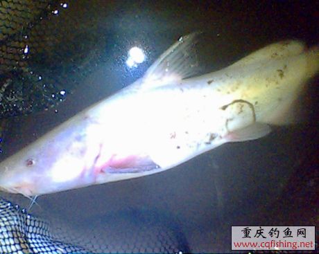 IMG0614A.jpg