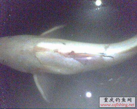 IMG0617A.jpg