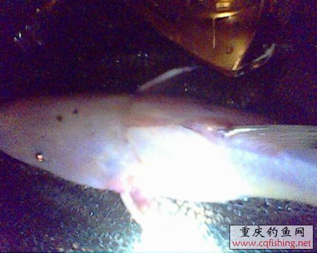 IMG0618A.jpg