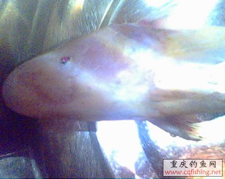 IMG0620A.jpg