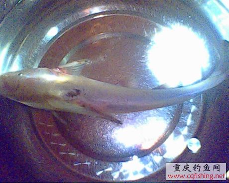 IMG0624A.jpg