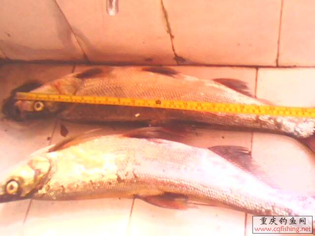 IMG05211718aa.jpg