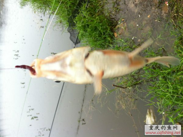 143703e77yqh7stkbxdnmq.jpg