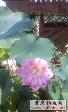 IMG_20130616130753.jpg