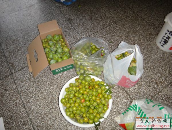 101828ypxlhalctisnac4p.jpg