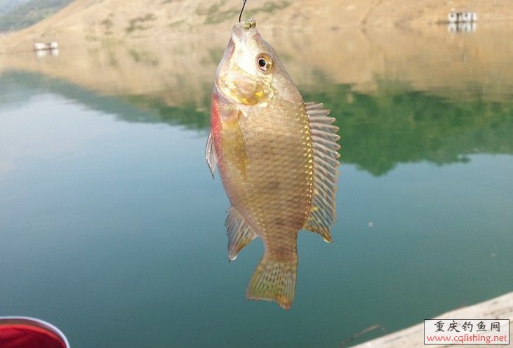 QQͼƬ20130630095935.jpg