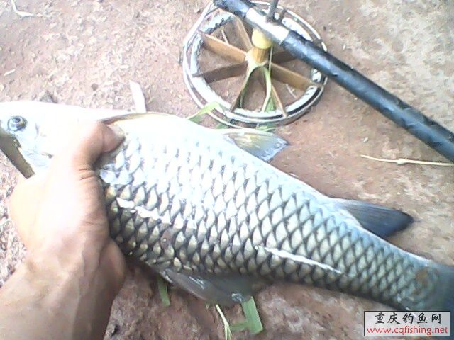 IMG0151A.jpg
