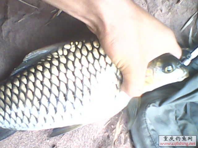 IMG0152A.jpg