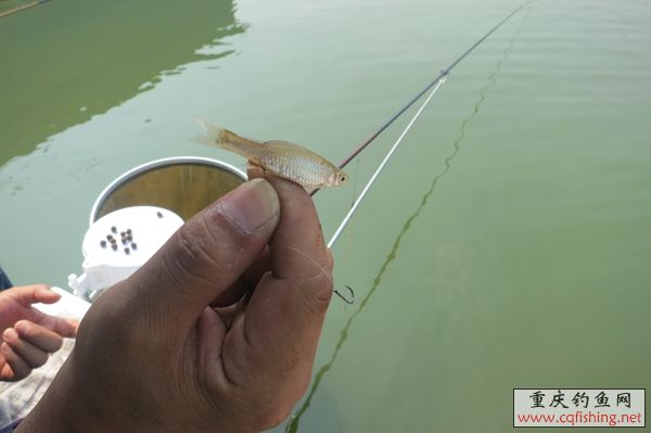 070949n6u3ef2nrn2e63xn.jpg