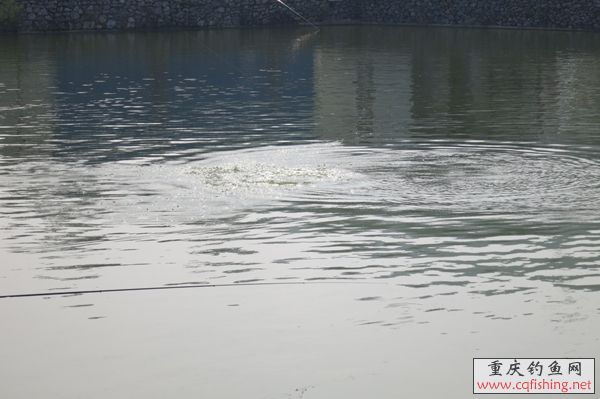 071135o6cc4eu441gngett.jpg