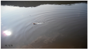 DSCN0706.jpg