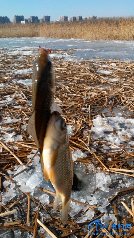 IMG_20140130_102049.jpg