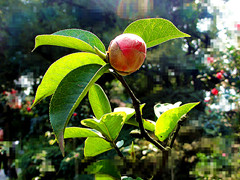 DSC09108__.jpg