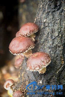 DSC_7598A.jpg