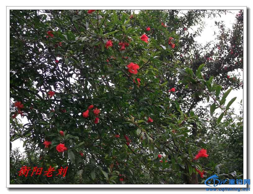 DSCF4007.jpg