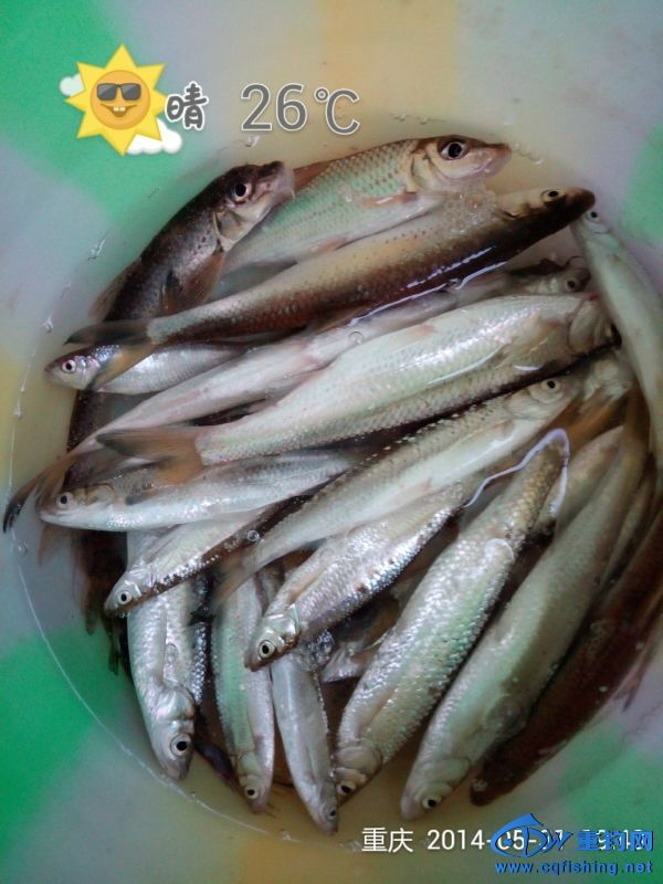 202337tw0c1s61elnzssze.jpg