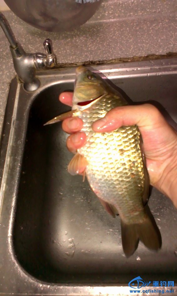 IMAG0694.JPG