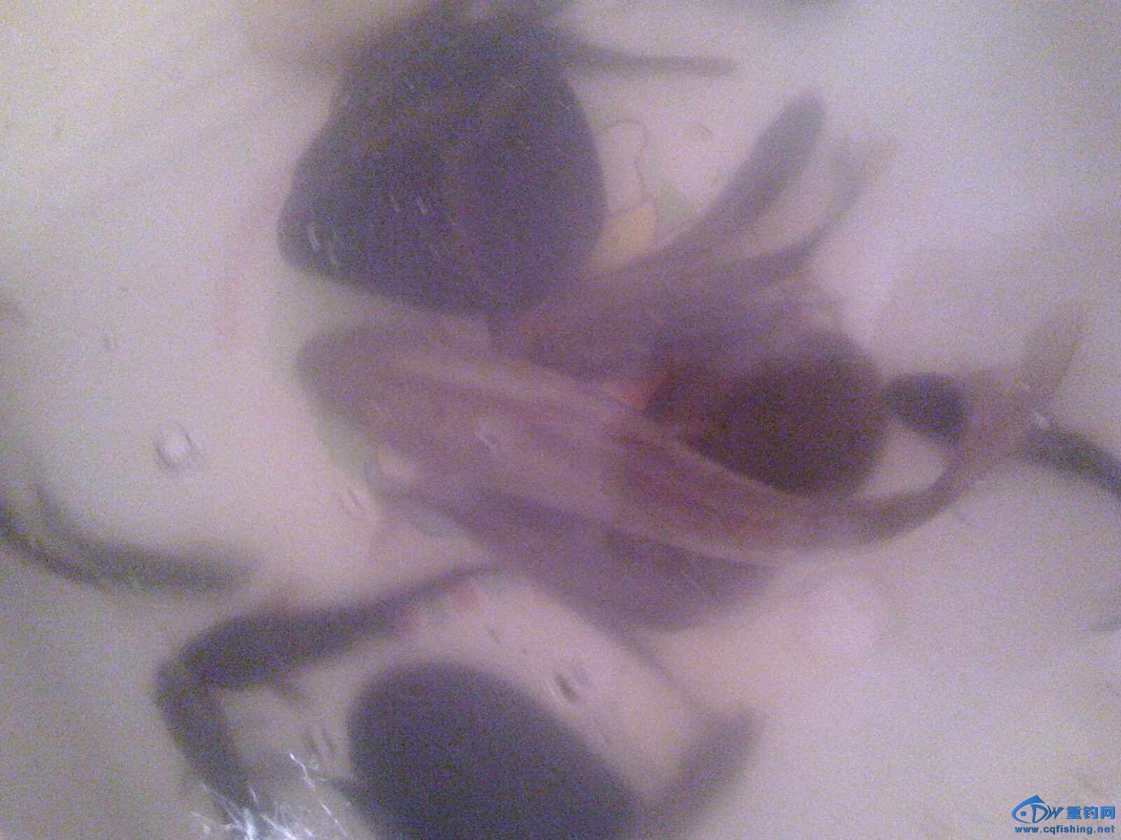 IMG0617084202.jpg