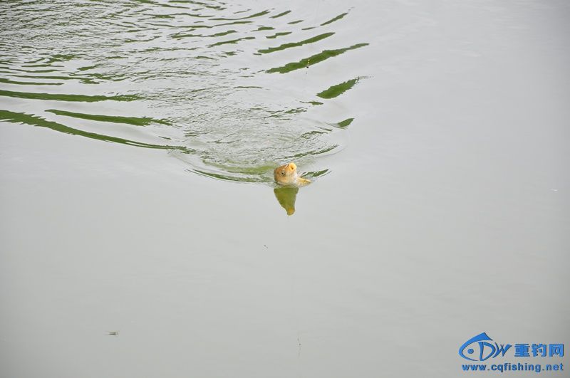 DSC_0444.jpg