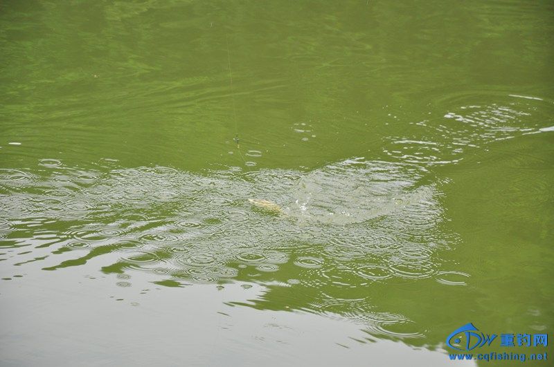 DSC_0477.jpg