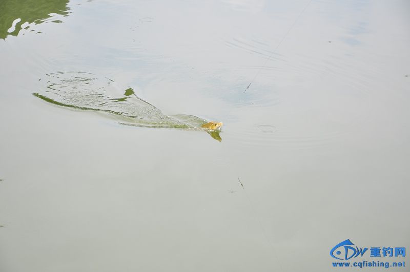 DSC_0488.jpg