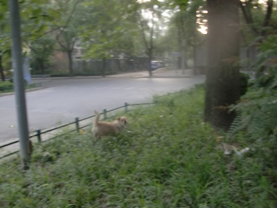 Сҽп.jpg