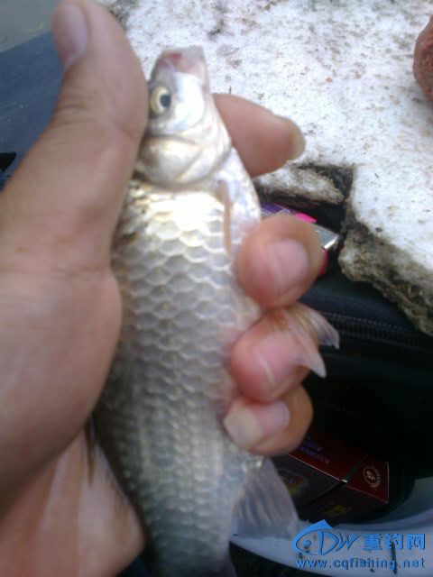 Ƭ0182.jpg